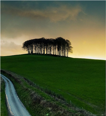 Trees from the road